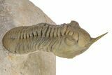 Morocconites Trilobite Fossil - Multi-Toned Shell Coloration #339441-1